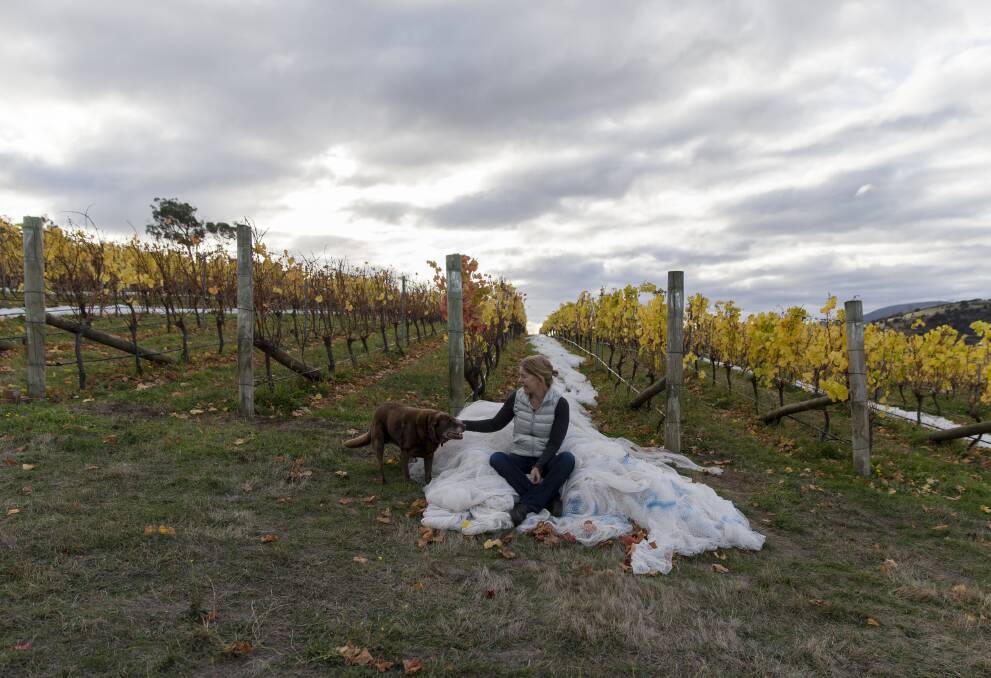 LOVING IT: Sam Connew in her prize-winning vineyards with her faithful chocolate Labrador Murphy Brown