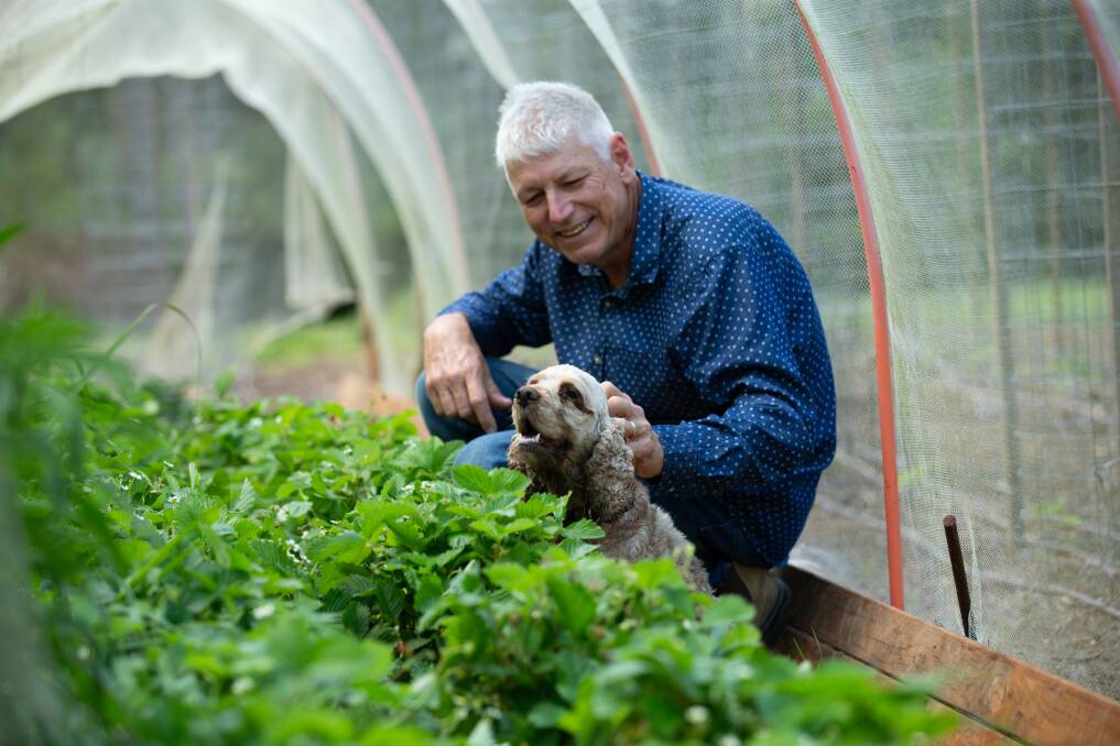 Gordon inspects the strawberries with Daisy. Pictures: Jonathan Carroll
