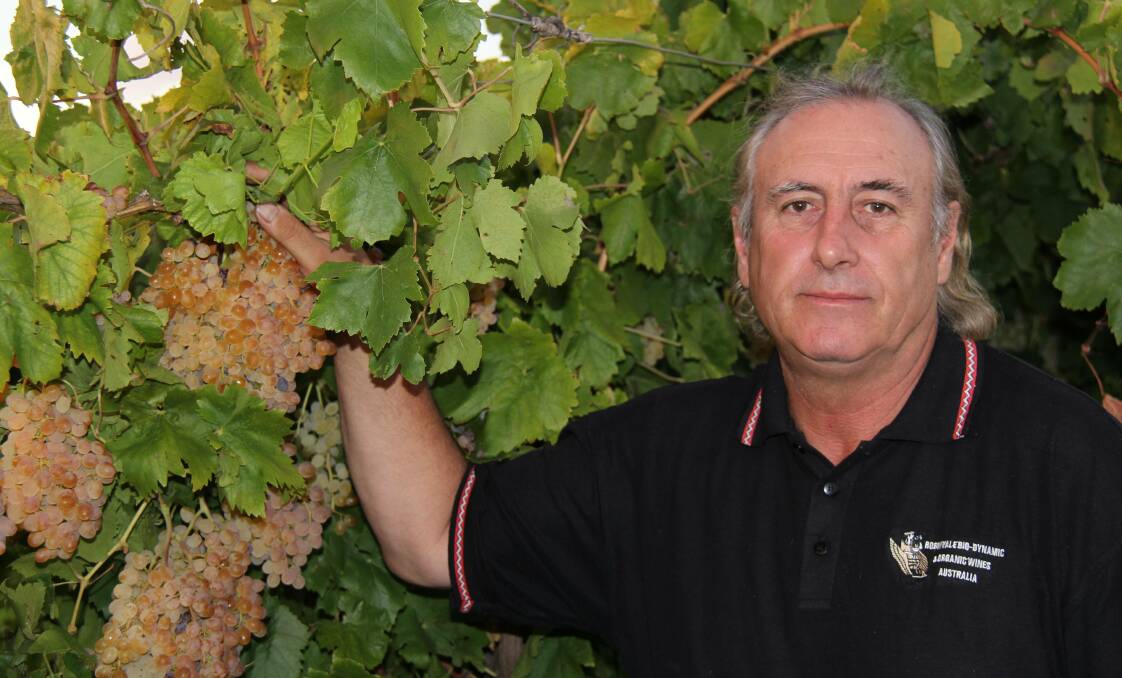 THE GREEK TOUCH: Viticulturist Steve Caracatsanoudis in the family Robinvale Wines vineyard.
