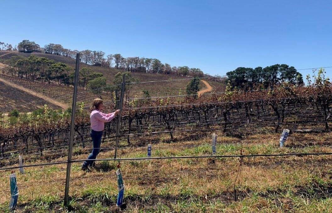 TOLL: Viticulturist Prue Henschke surveys the burnt vines in the Henschke Adelaide Hills Lenswood vineyard.