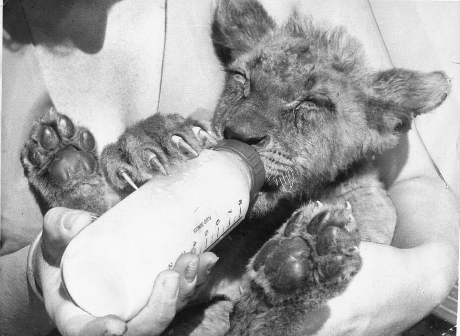 CUB LIFE: Herbie, who was rejected by his mother, is hand fed at the park in 1975.