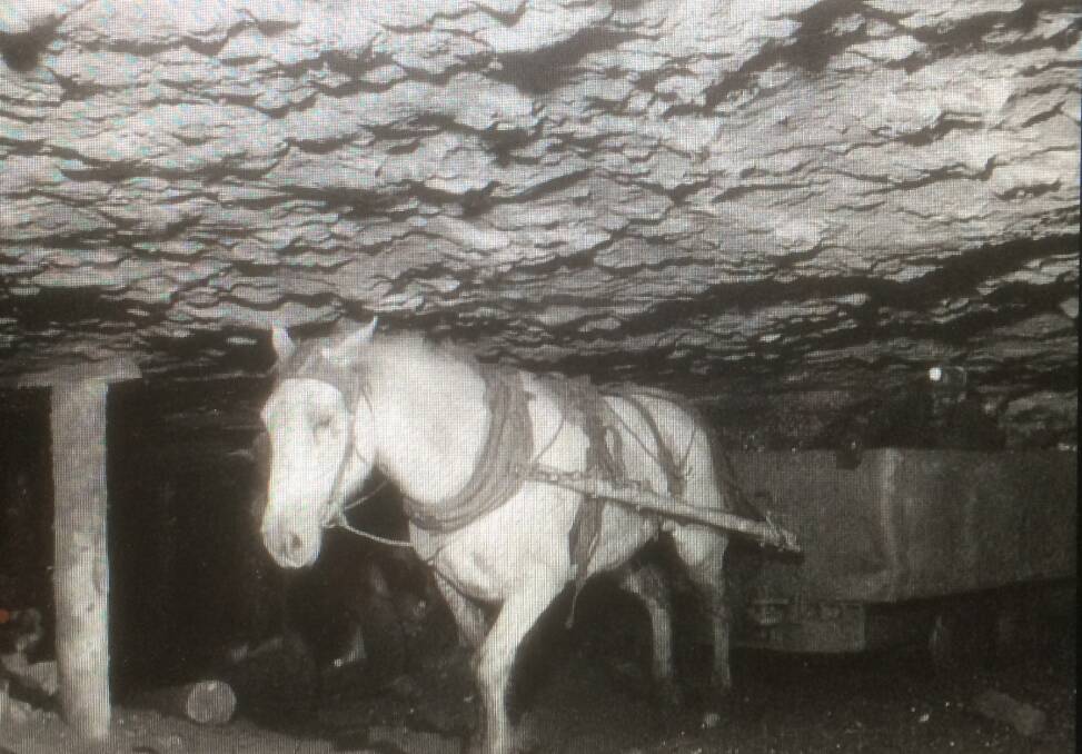 Hazardous: A pit pony in a low-roofed mine not in the Hunter Valley but in New Aberdeen, Nova Scotia, Canada, in 1946. 