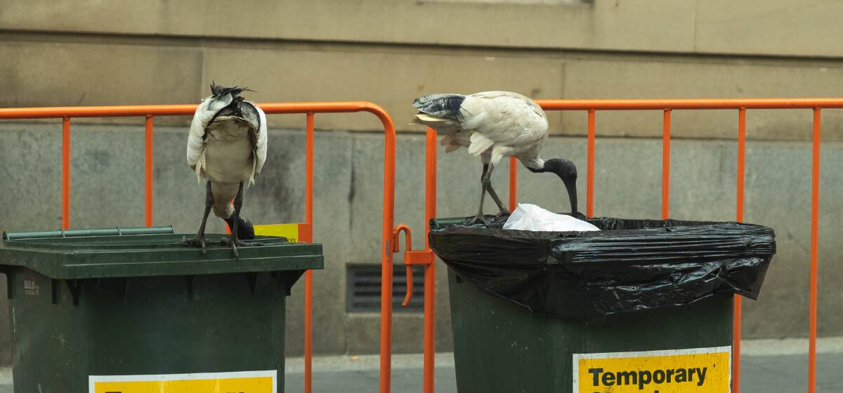 PICKY EATERS: Bin chickens hoping to snag the leftovers from a bachelor's handbag.