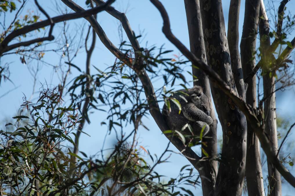 "The biggest threat to koalas and biodiversity is not housing, it's fire", Jeff McCloy says. Picture by Marina Neil