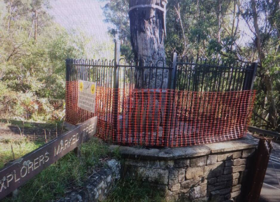 Going, gone: The recently demolished famous Explorers Tree at Katoomba probably had a Hunter Valley link.