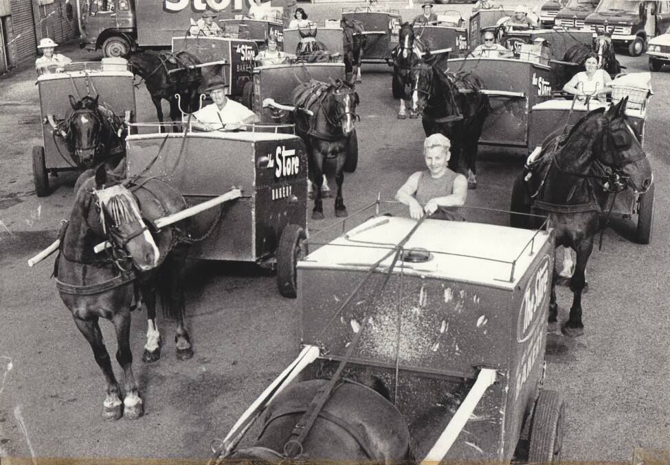 Horsin’ around: Part of the large horse-drawn fleet of Store bread carts pictured at Hamilton North in late 1973.