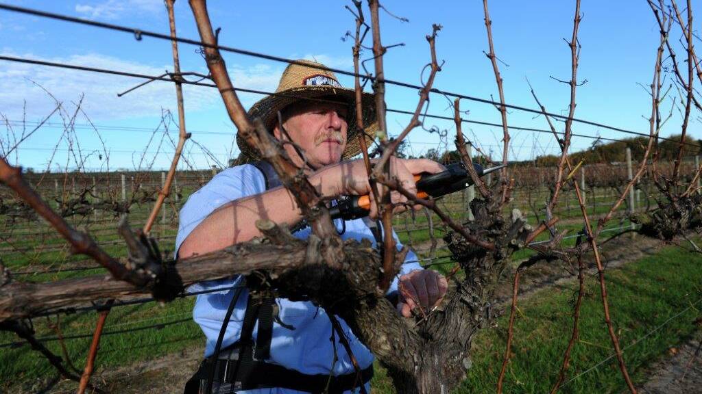 PROUD SUCCESS: Coolangatta Estate CEO Greg Bishop does some vine pruning in his vineyard.