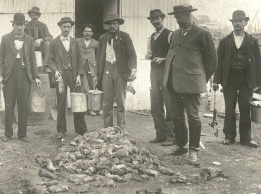 Deadly: Sydney's paid rat catchers show off their rodent haul to help maintain public health in 1900. Picture: State Archives NSW