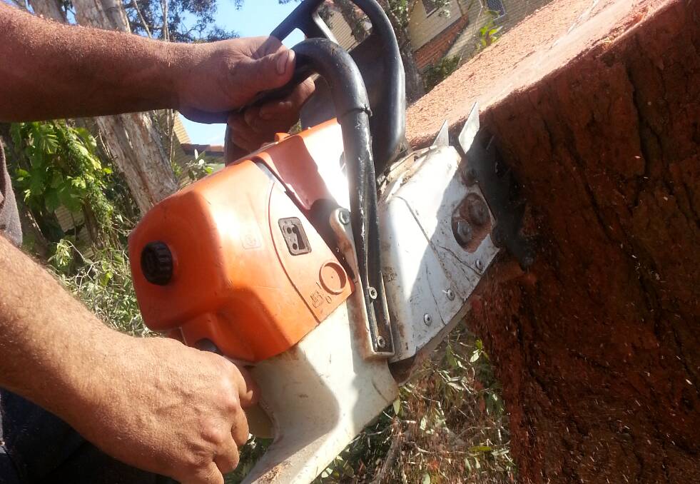 Police investigate Sydney tree lopping workers
