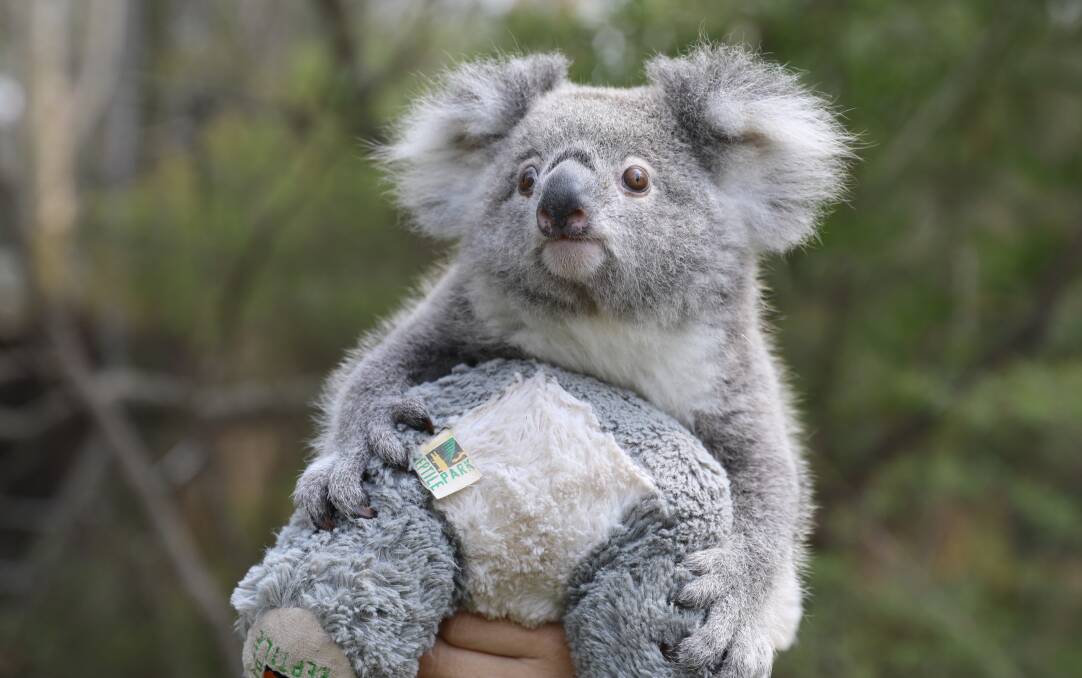 BEYOND CUTE: Elsa hugging a toy koala at the Australian Reptile Park. Picture: Australian Reptile Park 