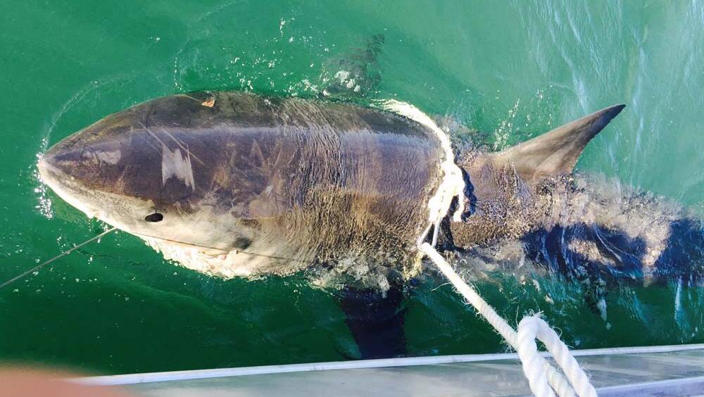 A shark being tagged and released from a SMART drum line. 