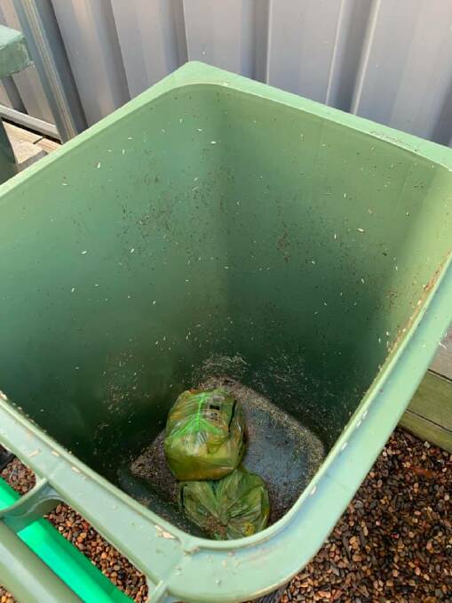 Bin juice: Maggots crawl over the inside of a green bin. 