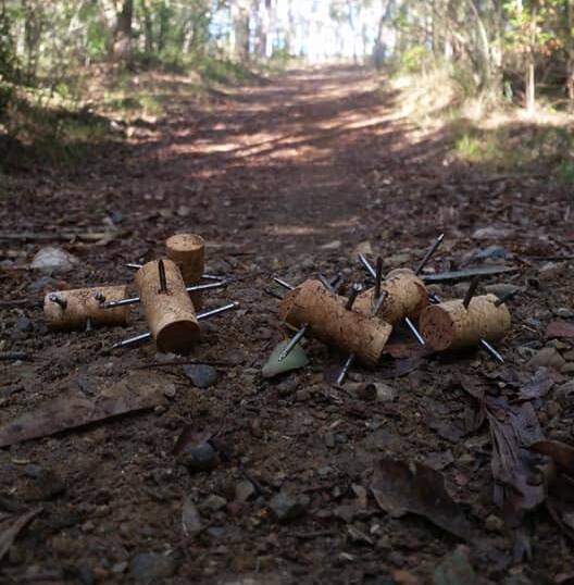 Ouch: Booby traps made of wine bottle corks and nails have been found by a runner at Bolton Point. Pictures: Supplied.