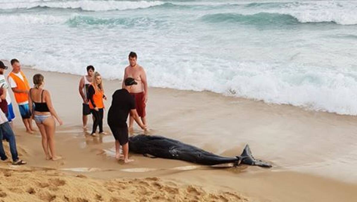 Washed up: Experts suspect a baby sperm whale that died at a spot known as "Jewells Beach" on Sunday had become separated from its family. Picture: Nikki Walker