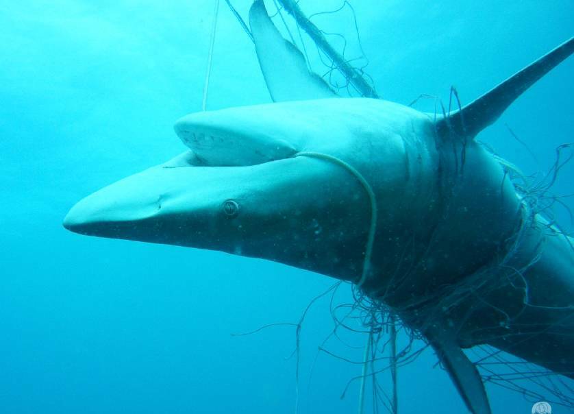 Hunter residents want shark nets scrapped