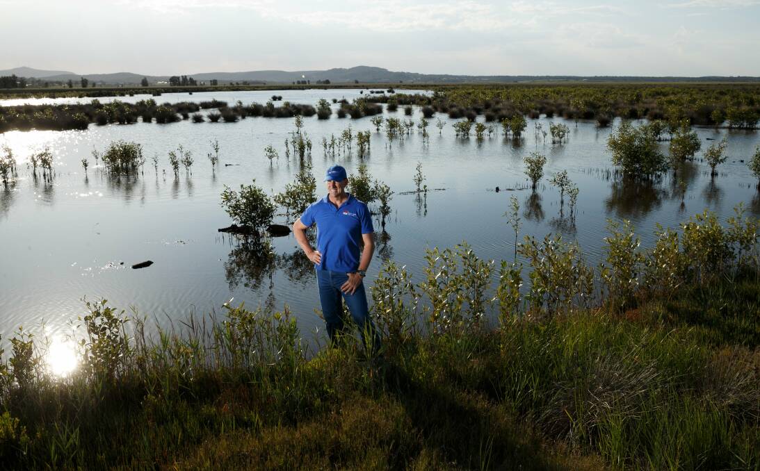 Commitment: Local Land Services major project officer Michael Baer inspects some rehabilitated mangroves in Hexham Swamp. Two decades of restoration work was celebrated on Friday. Picture: Max Mason-Hubers