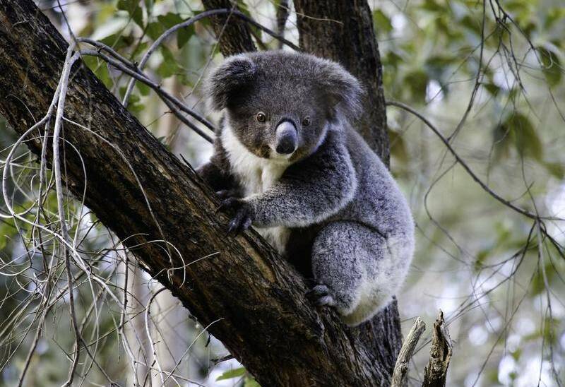 Koala wars: Minister urged to kill Hunter quarry project