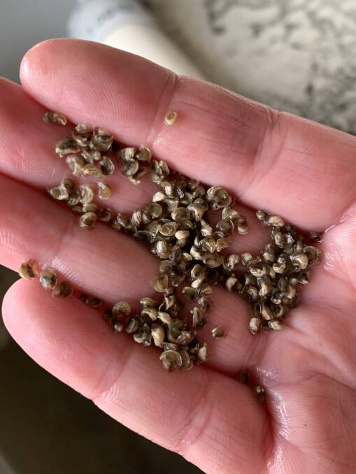 Seeds of hope: A sample of oyster spat. 