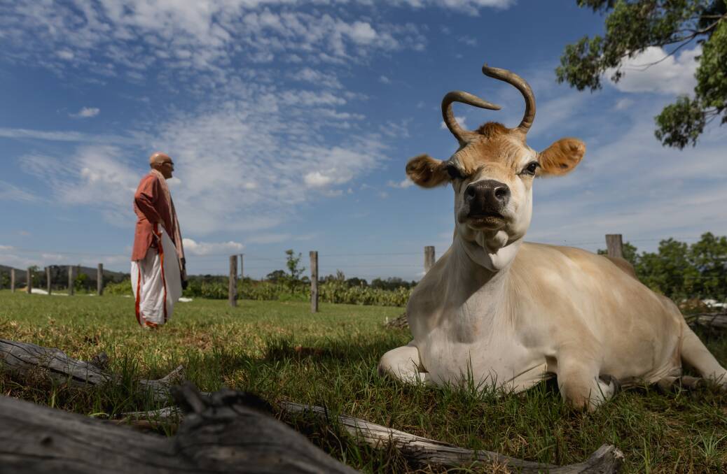 New Gokula Farm manager Pratapana with one of the property's cows. Photo by Marina Neil. 