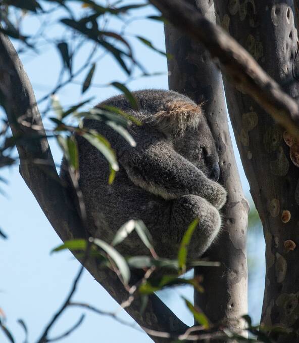 Content: A koala sits in a tree at Brandy Hill near the quarry.