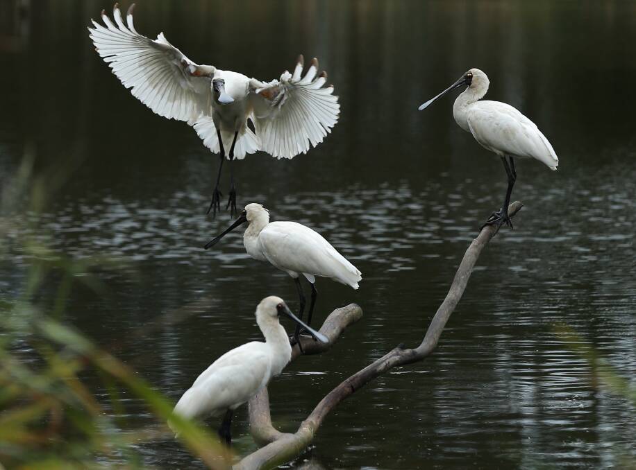 Fluffing about: A gathering of Royal Spoonbills. Picture: Simone DePeak 