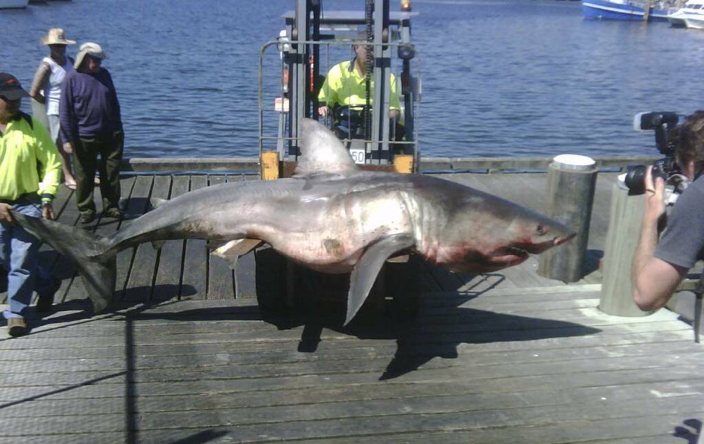 Catch of the day: A four-metre great white shark that was discovered in the Bar Beach shark nets in 2011. 