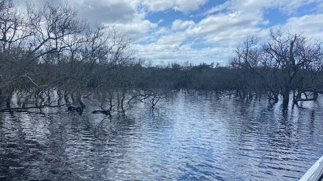 Dead mangroves in Swan Bay. 