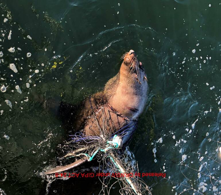 Non-target marine creatures caught in Hunter-Central Coast Shark Nets - Pictures: Envoy Foundation