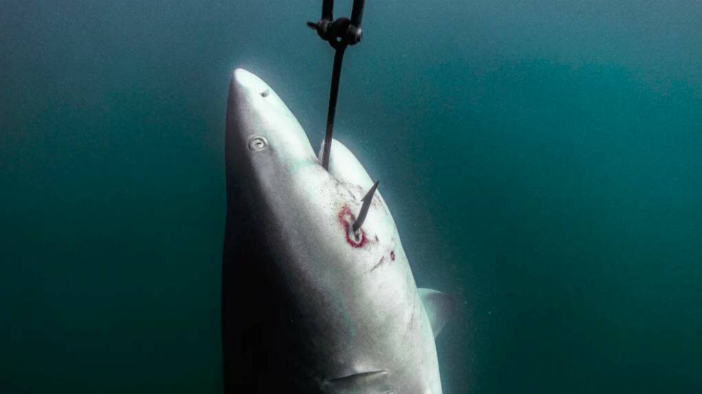 Supplied image shows a shark hooked off the coast of Magnetic Island in the Great Barrier Reef Marine Park. Picture: HUMANE SOCIETY INTERNATIONAL