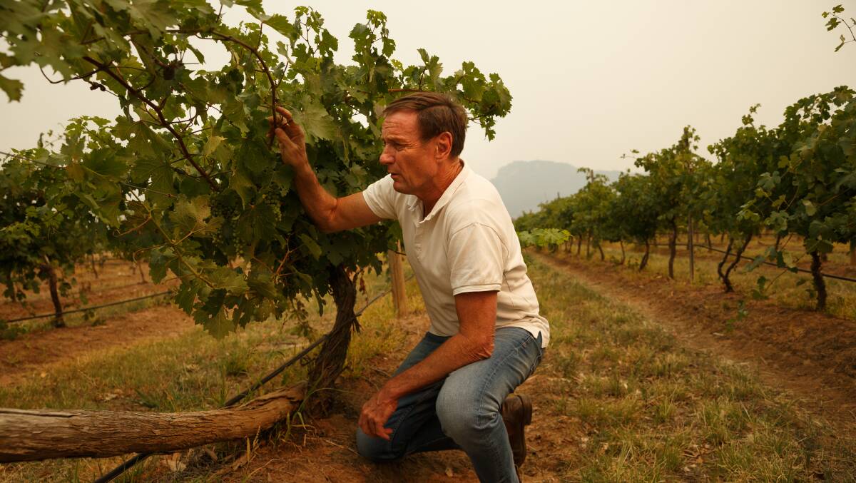 Bitter crop: Hunter Valley winemaker Andrew Margan in his vineyard late last year. He said the lack of support was soul destroying. Picture: Max Mason Hubers