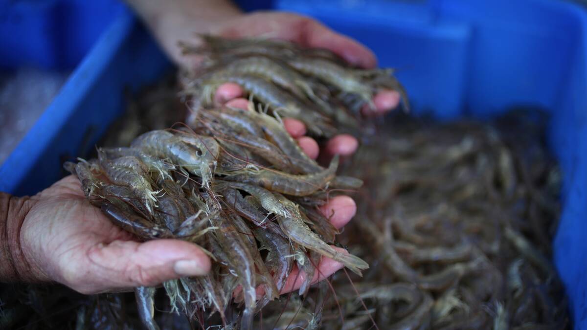Drought wipes out Hunter prawn stocks