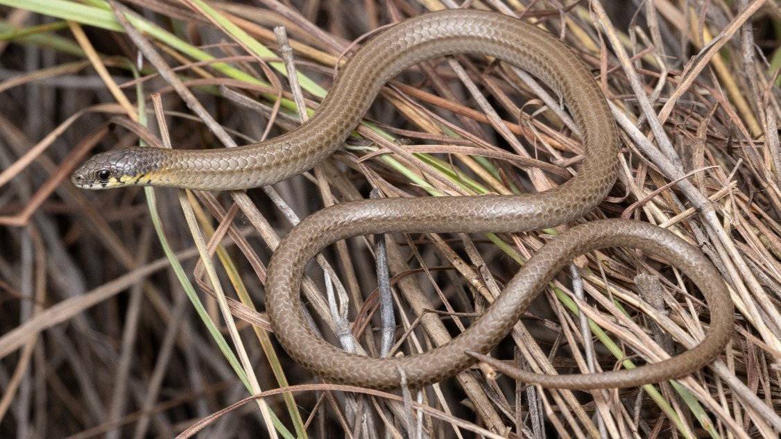 The lizard found on the mine site by researchers from the Australian Museum has now been identified as the Hunter Valley Delma (Delma vescolineata). It is endemic to the Hunter Valley and Liverpool Plains.