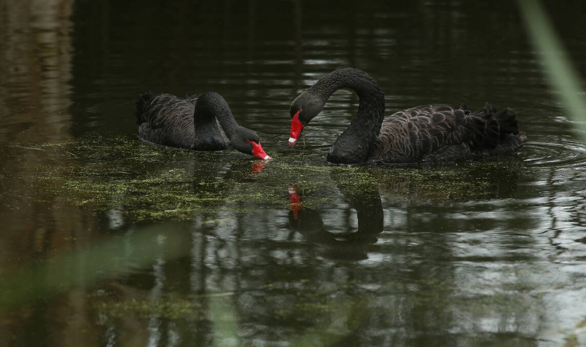 Magestic: Black Swans on BHP pond. Picture: Simone DePeak