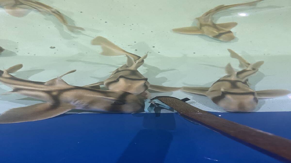 Shark and ray rescue centre opens at Port Stephens