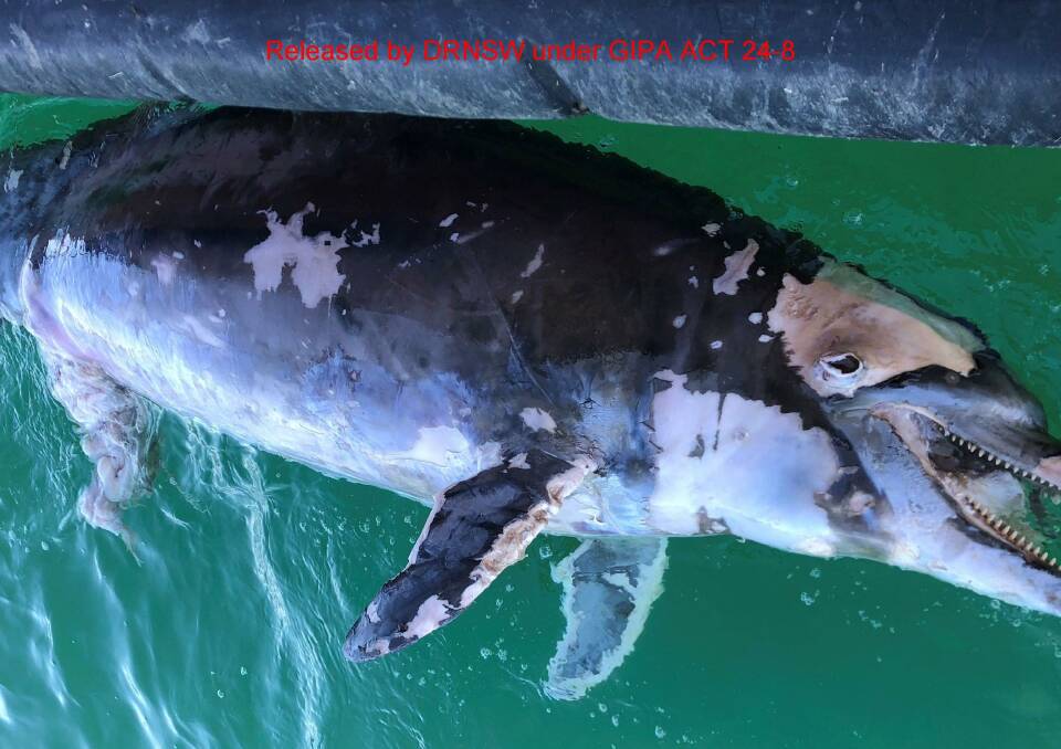 A dolphin carcass recovered from a shark net off Redhead beach. 
