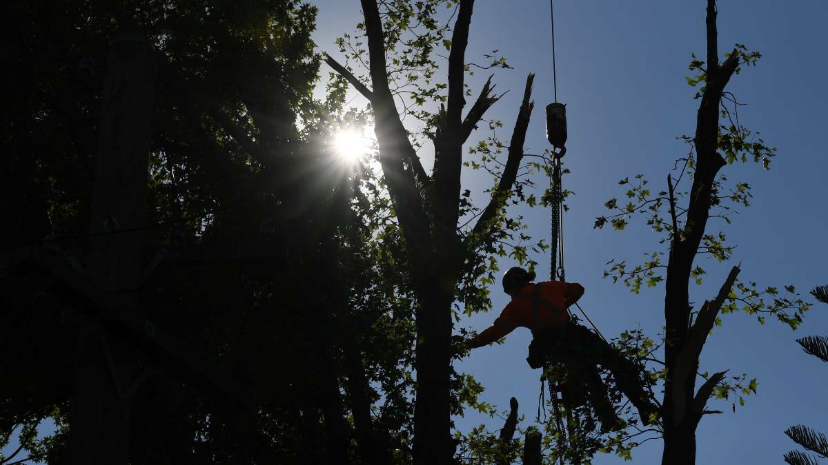 Sydney tree loppers cut down for breaching lockdown
