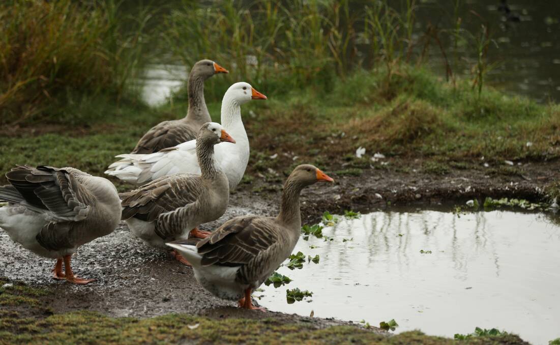 Soaking it up: Geese making the most of the wet conditions at Telarah Lagoon. Picture: Jonathan Carroll