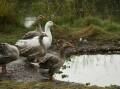 Soaking it up: Ducks making the most of the wet conditions at Telarah Lagoon: Jonathan Carroll