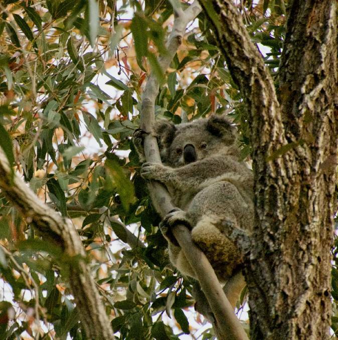 On borrowed time: The government is hoping to bring its latest koala policy to parliament early in the new year. Port Stephens Koalas says it raises more questions than it answers. 