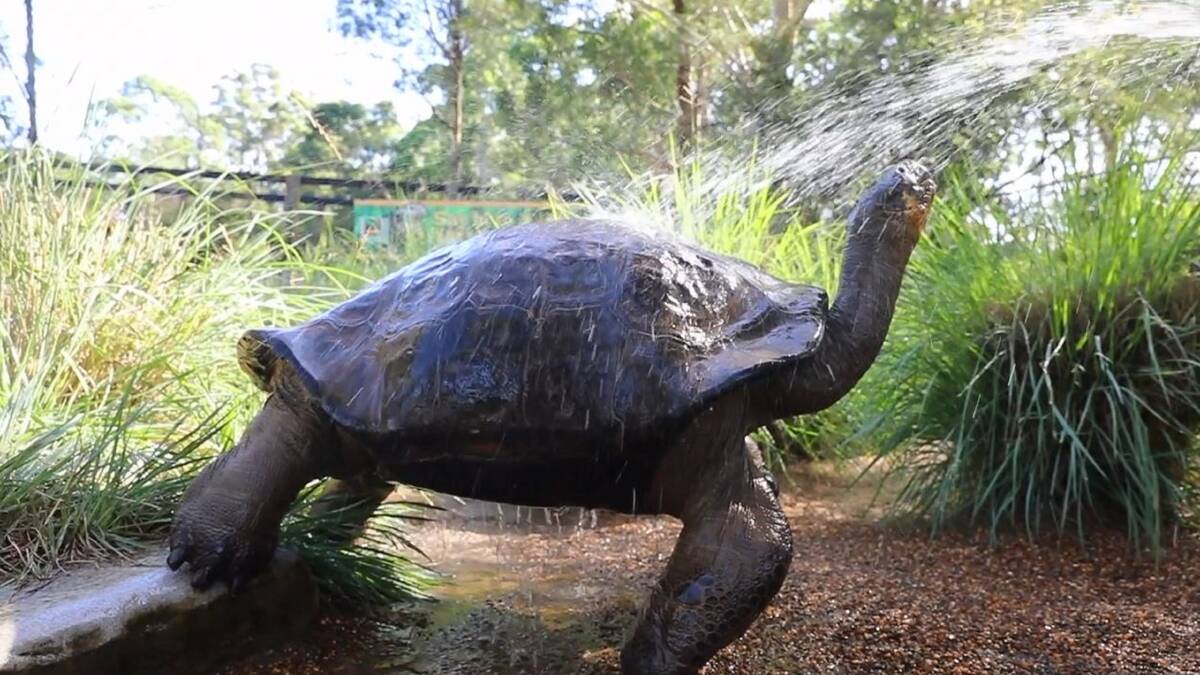 Cooling off: Hugo the 68-year-old Galapagos tortoise cools off at the Australian Reptile Park. Temperatures are expected to be cooler on the weekend. 