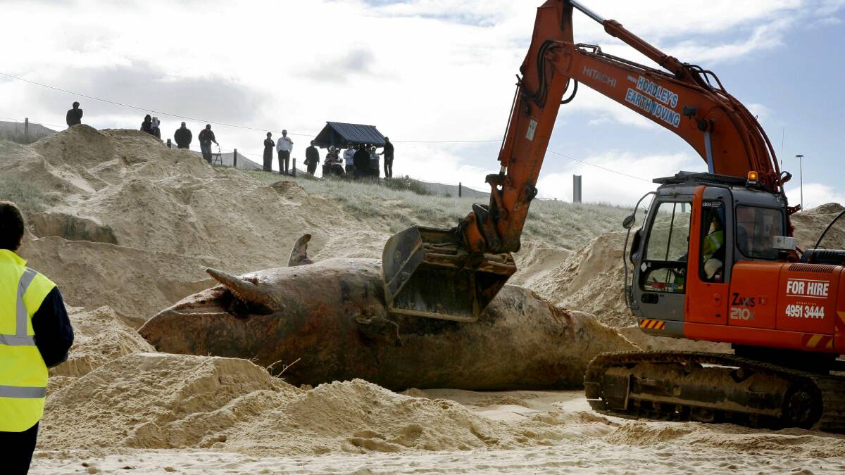 A whale carcass being buried at Bar Beach in 2010. 