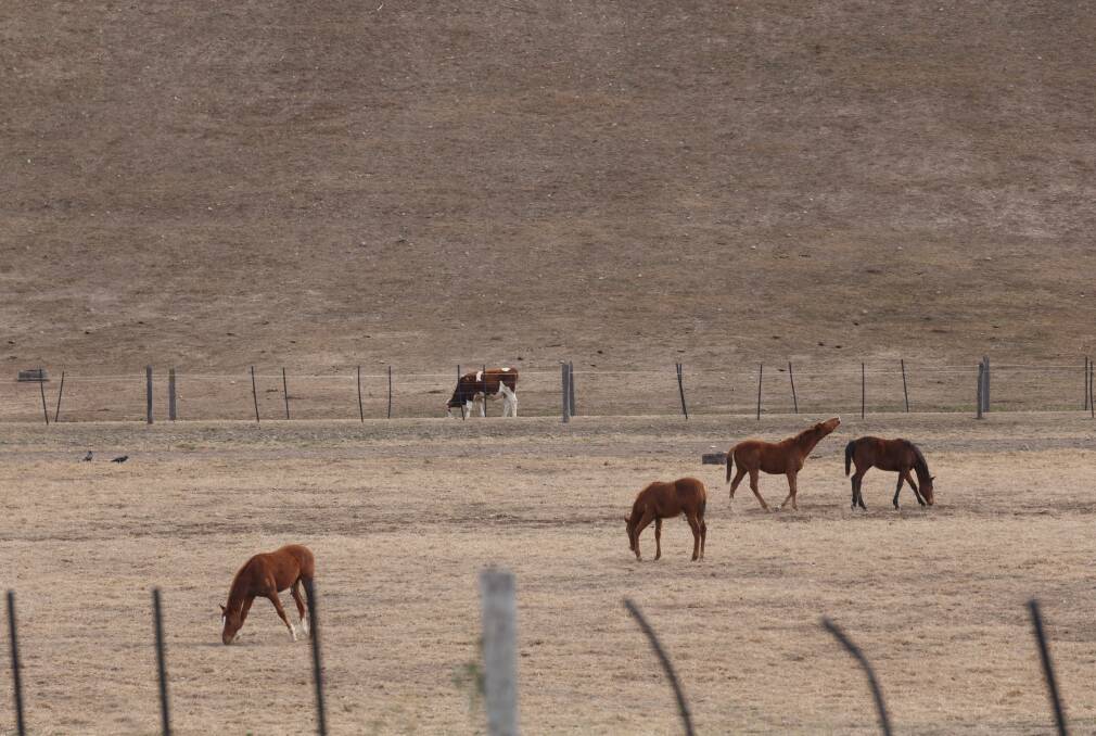 Drying up: Horses graze in a paddock near Murrurundi in July. Most Upper Hunter farmers have been forced to off-load cattle in order to survive the prolonged drought that has ravaged the region. Picture: Max Mason-Hubers
