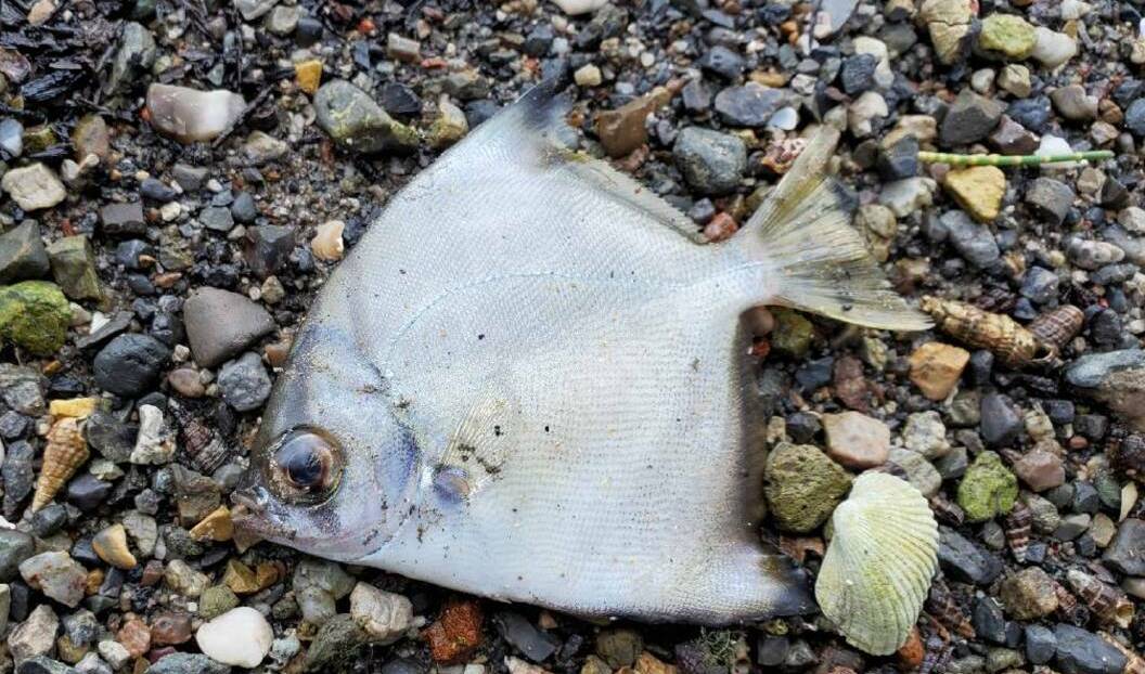 One of the dead fish found on the shore of Mannering Park following the August 2022 fish kill. 