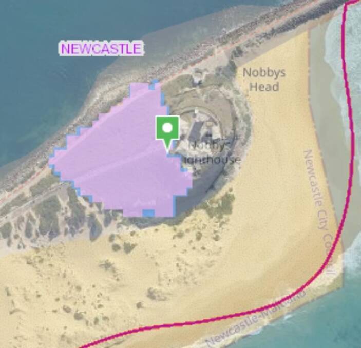 Possible koala habitat on Nobbys headland.