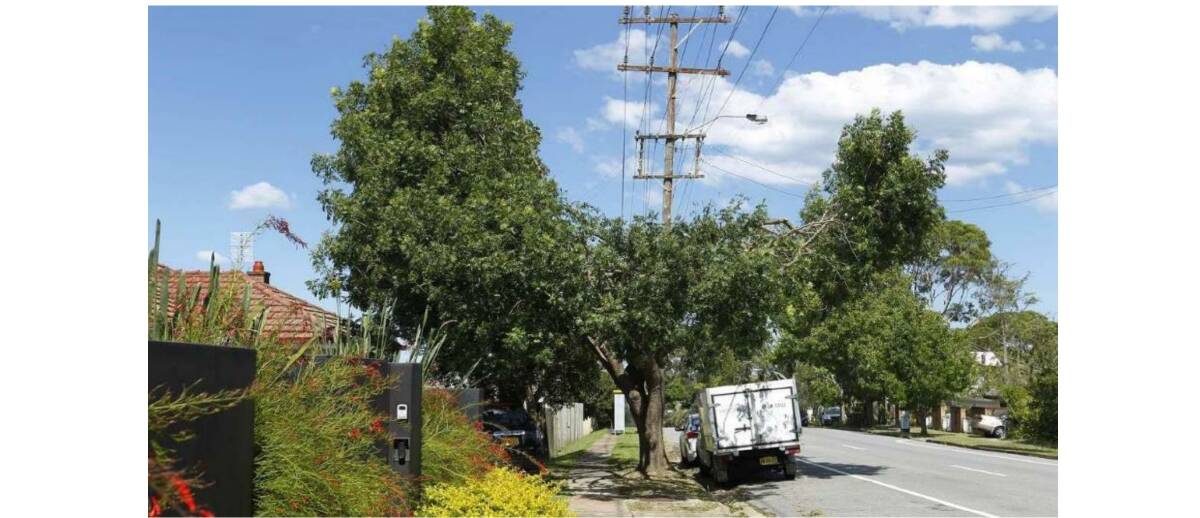 Bad hair day: Ausgrid says about half the trees under powerlines are unsuitable. 