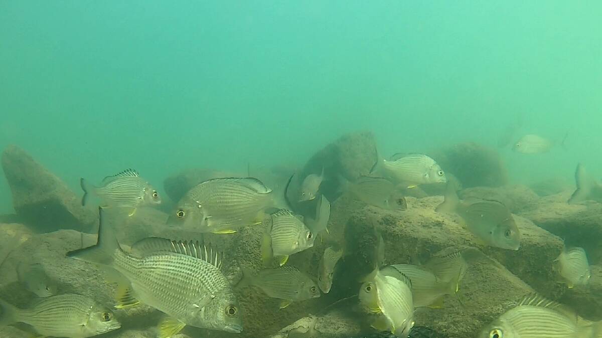 Plenty of fish: A school of bream near a newly created oyster reef. Picture: NSW Department of Primary Industries. 
