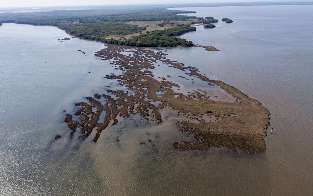 Natural state: Picture shows the Fullerton Cover oyster reef. Reefs around Port Stephens will be restored as part of a new program. 
