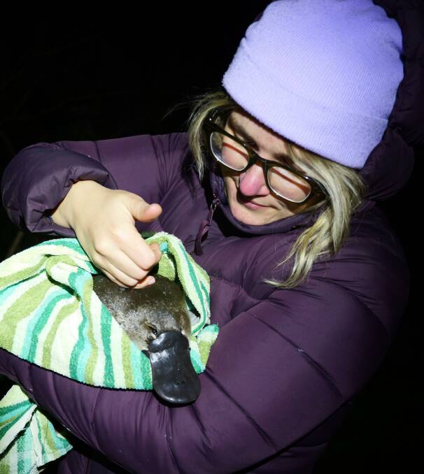 Under threat: Do you know where Hunter's platypuses are hiding?