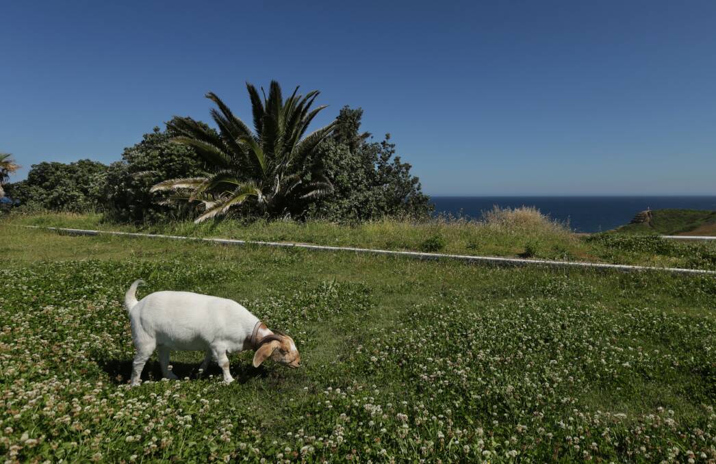 A goat grazes on the former Newcastle Bowling Club site in 2018. Picture: Simone DePeak.