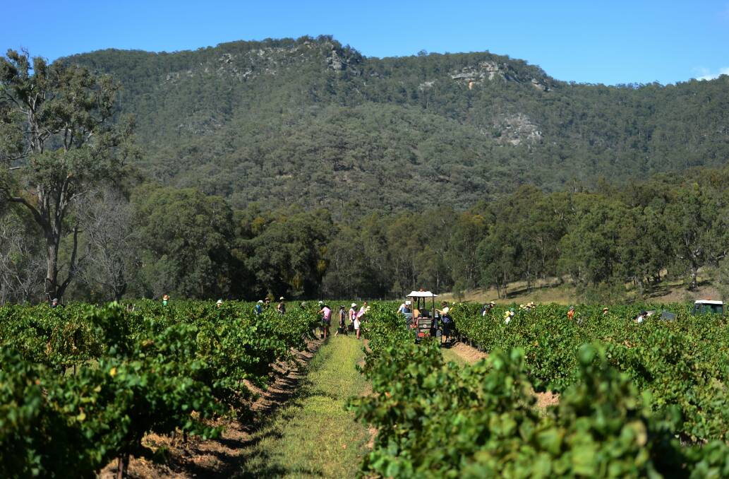 Australian Wine and Grape wants $86m allocated in the federal budget to help growers develop new sustainable revenue streams. Picture by Marina Neil. 
